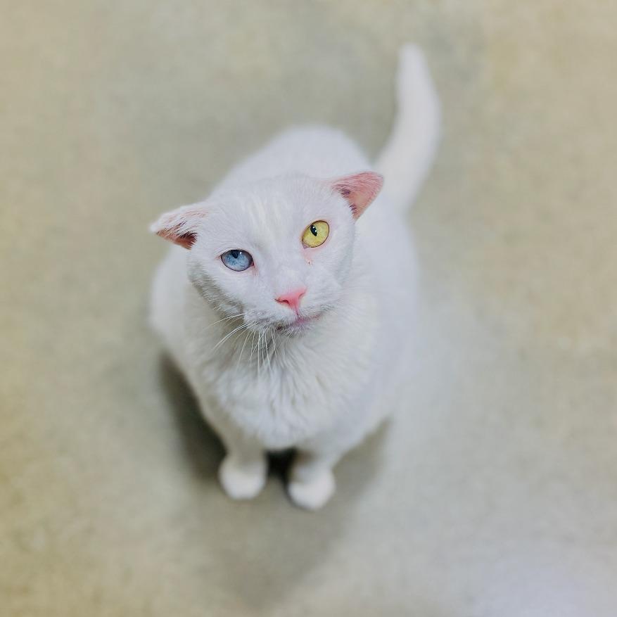 Luna 2025, Adoptable, Senior Female Domestic Medium Hair.