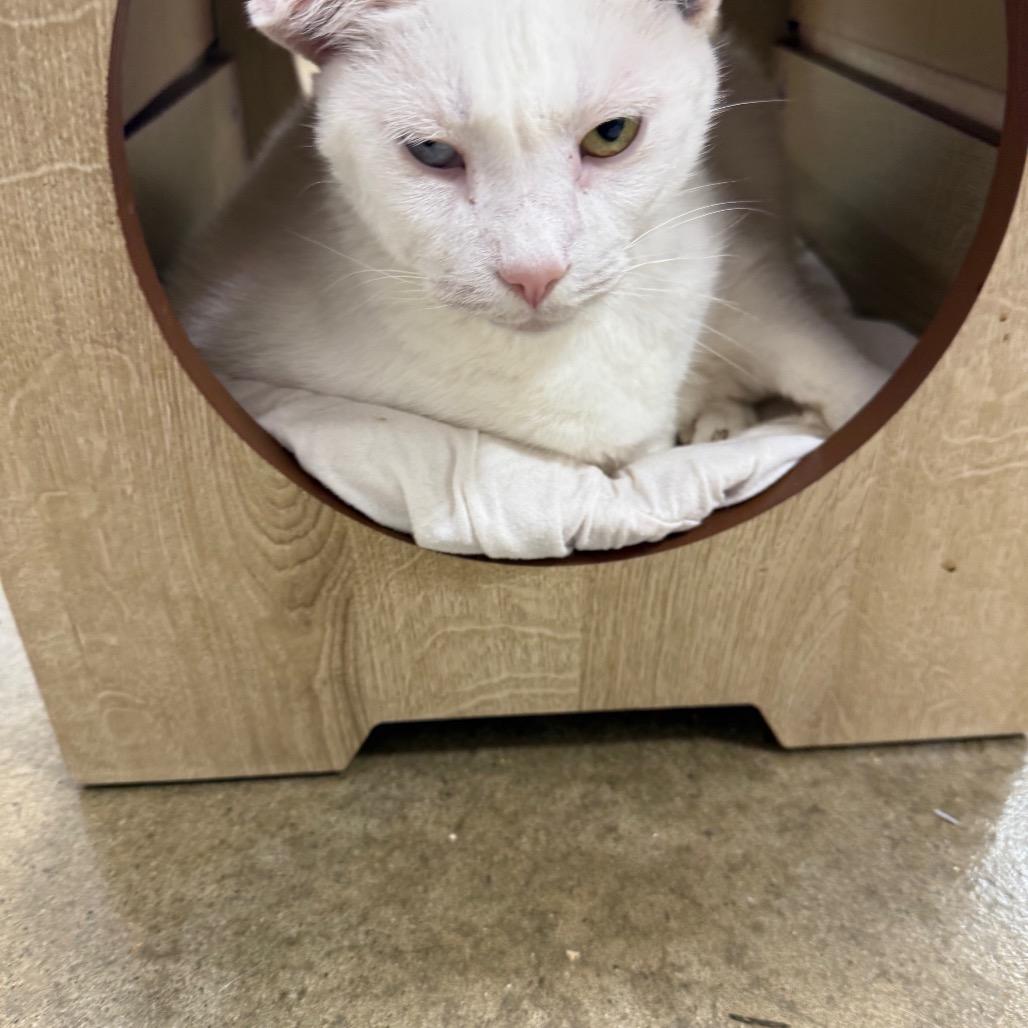 Luna 2025, a Adoptable Domestic Medium Hair in Bensalem, PA image 1/3