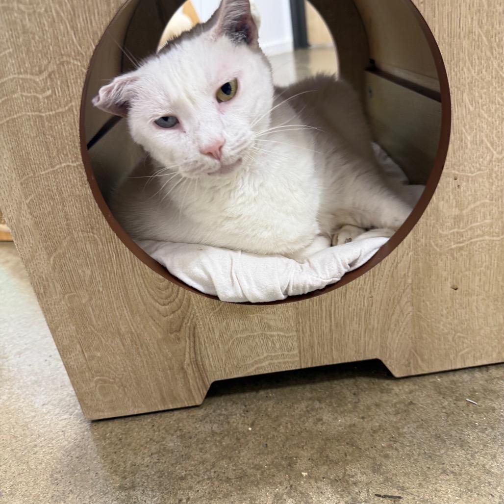 Enlarge Luna 2025, a Adoptable Domestic Medium Hair in Bensalem, PA image 3/3