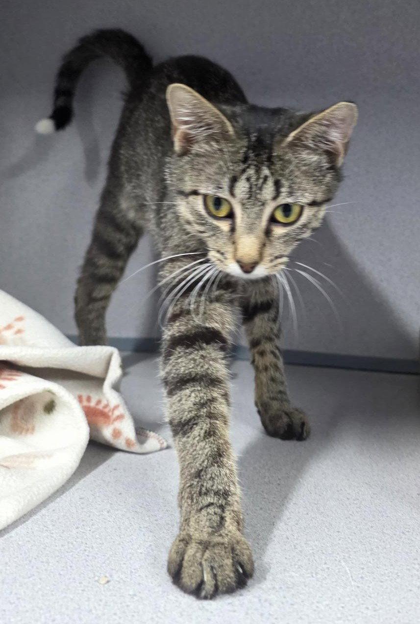 Miss Fritter, Adoptable, Young Female Domestic Short Hair.