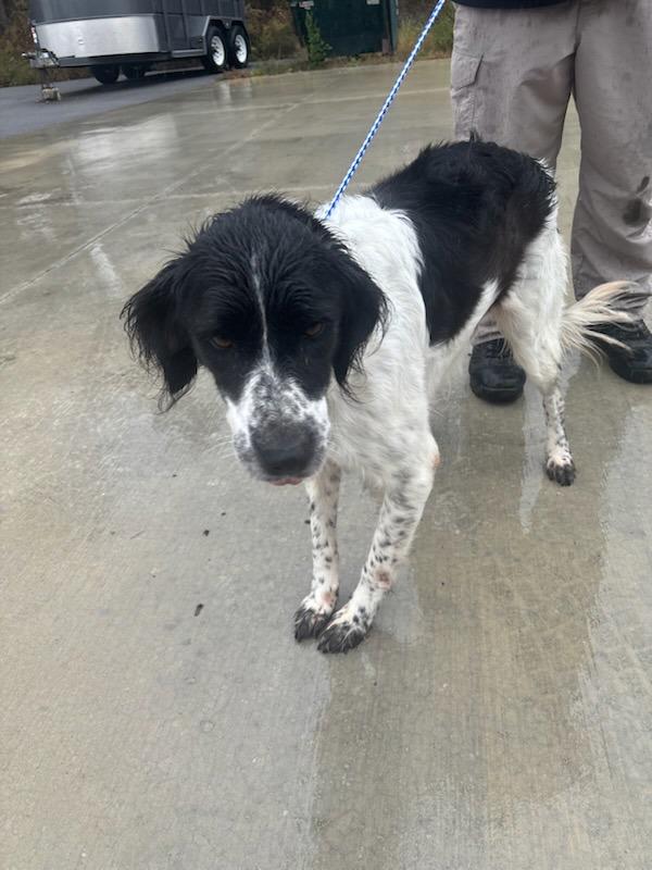 Millie, Adoptable, Adult Female English Springer Spaniel & Border Collie.