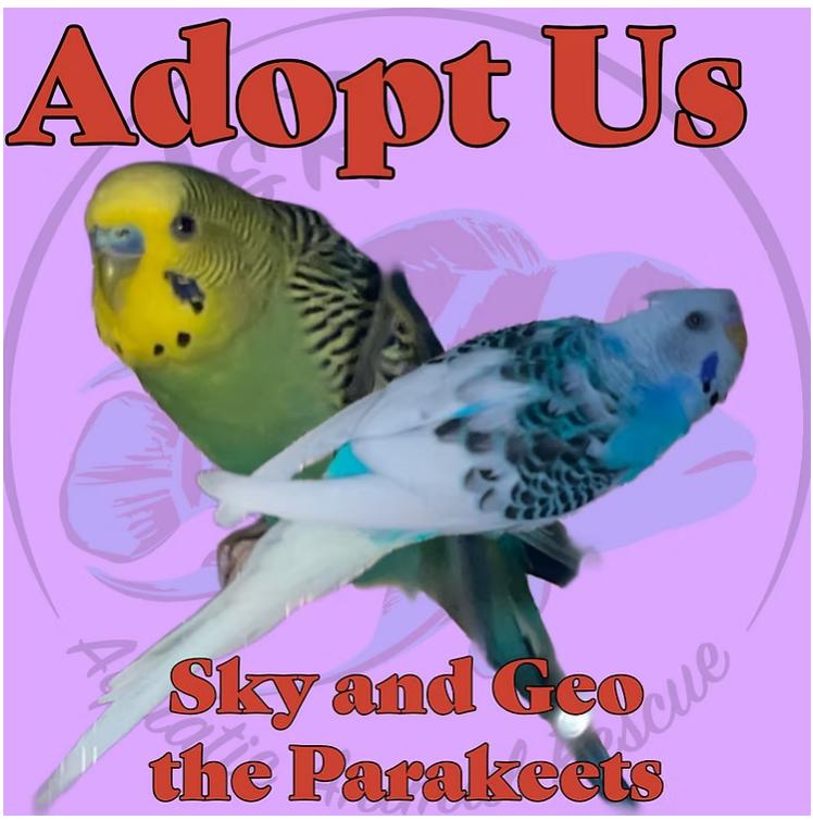 Enlarge Skye and Geo the Parakeet, a Adoptable Parakeet (Other) in Neenah, WI image 1/1
