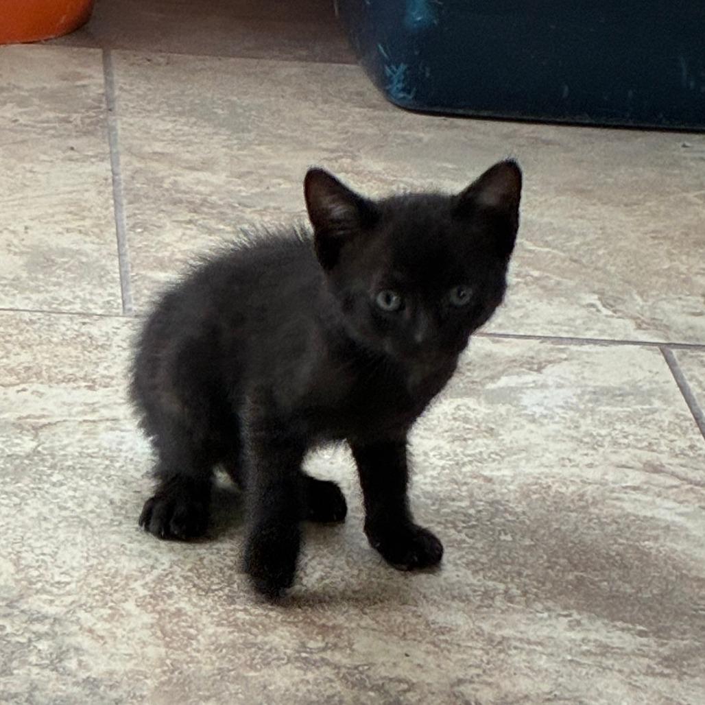 Jinx, Adoptable, Kitten Male Domestic Short Hair.