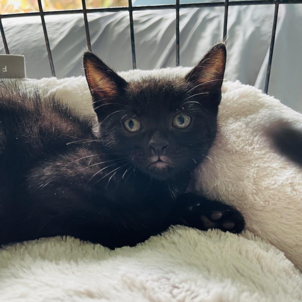 Enlarge Jinx, a Adoptable Domestic Short Hair in Pahoa, HI image 2/2