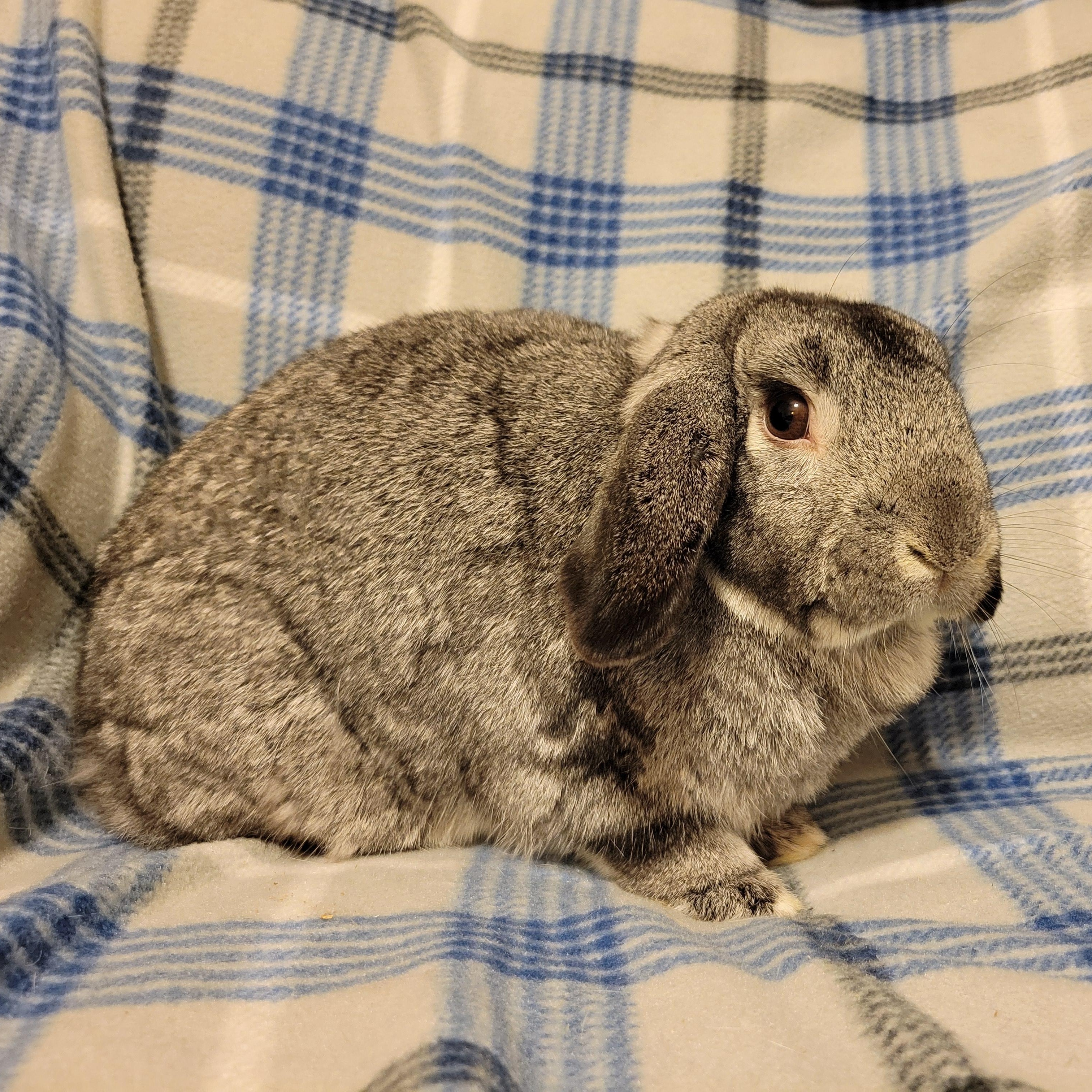 Enlarge Bambi, a Adoptable Lop Eared in Ames, IA image 2/4