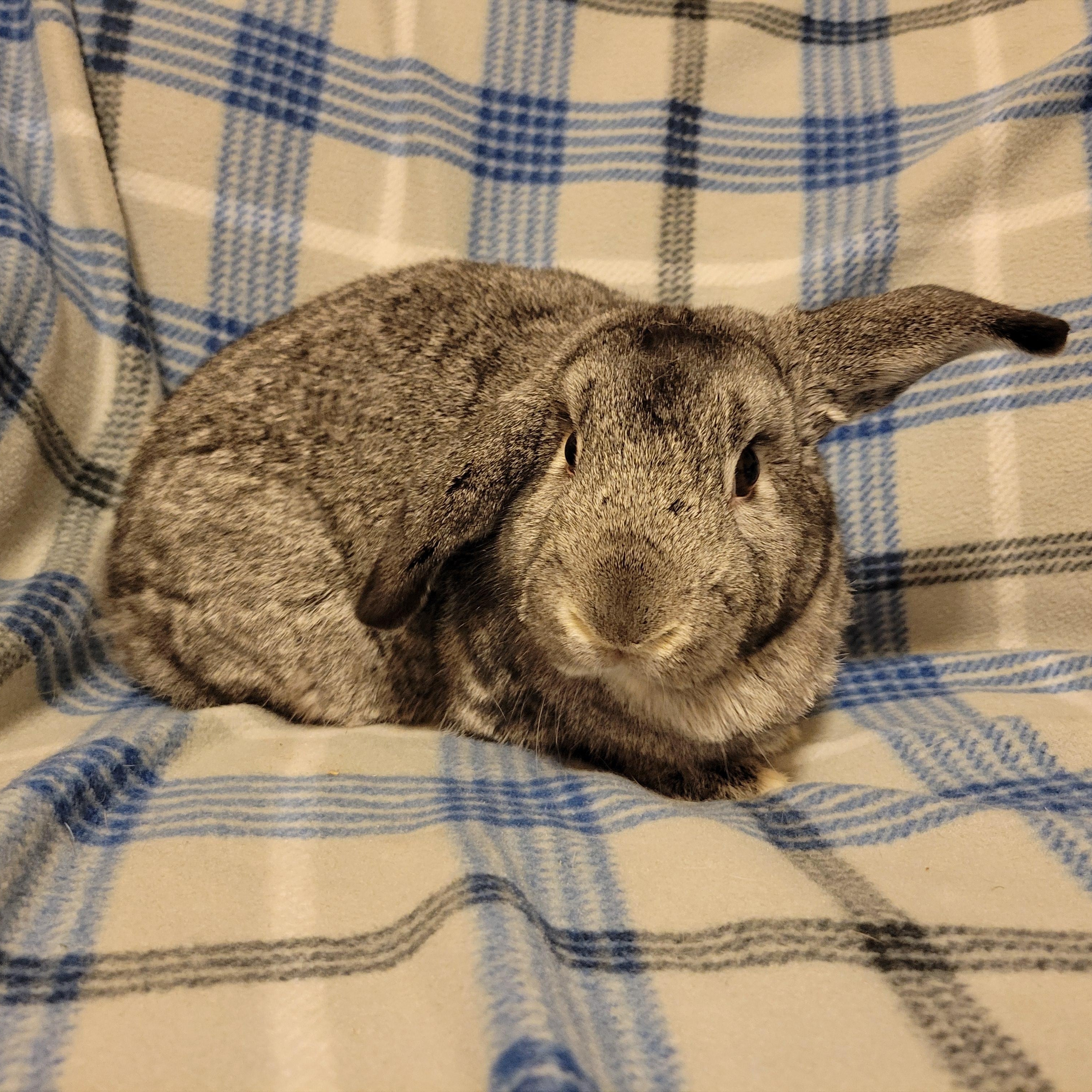 Enlarge Bambi, a Adoptable Lop Eared in Ames, IA image 4/4