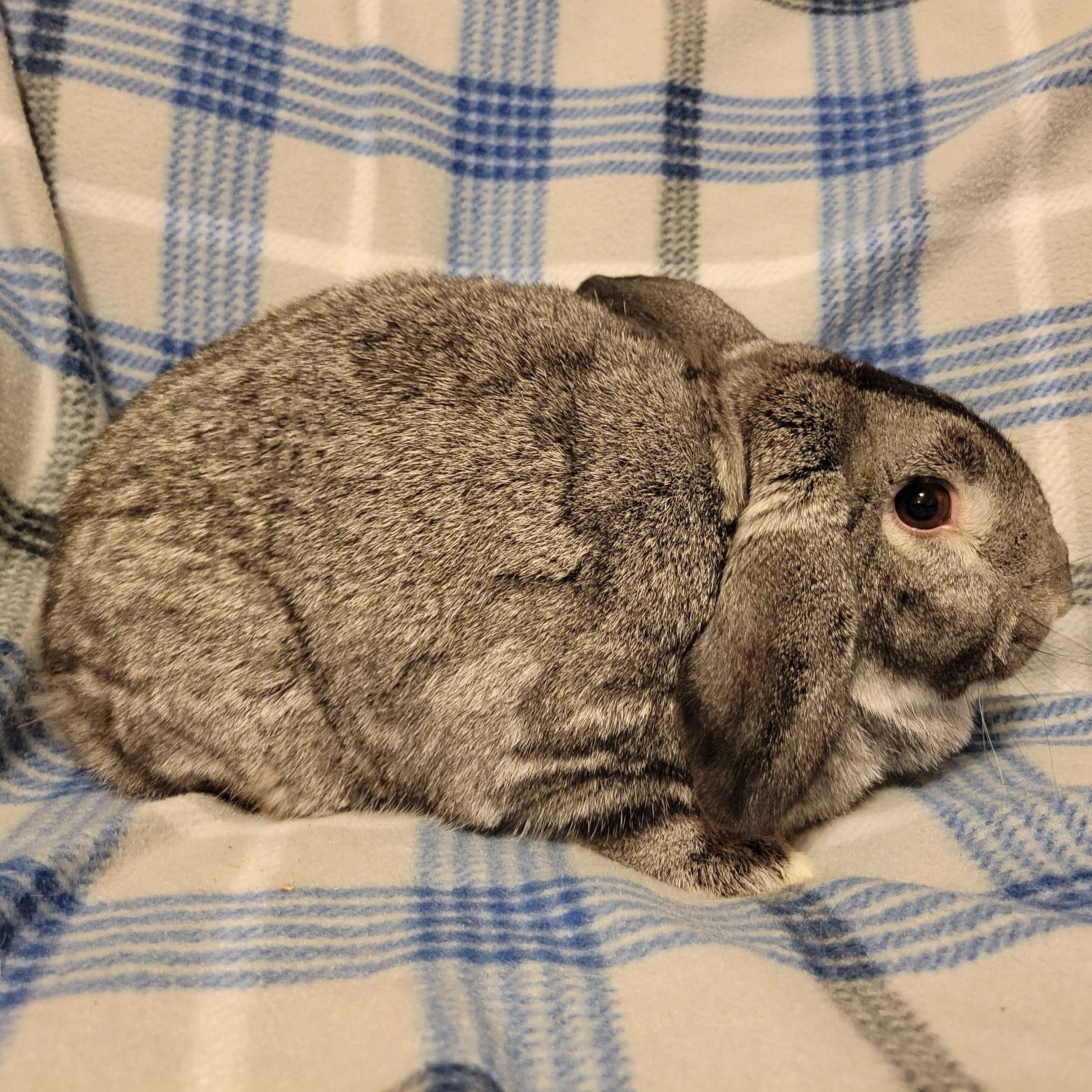 Enlarge Bambi, a Adoptable Lop Eared in Ames, IA image 3/4