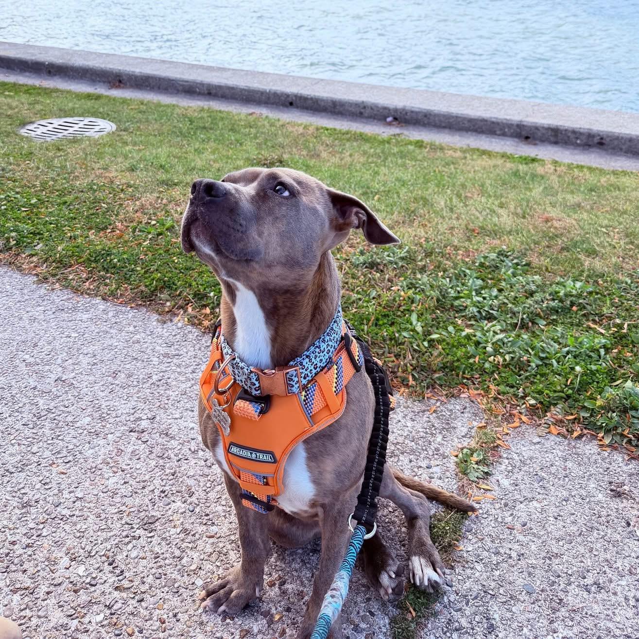 Enlarge Tink, an adoptable Pit Bull Terrier in Mokena, IL image 3/6