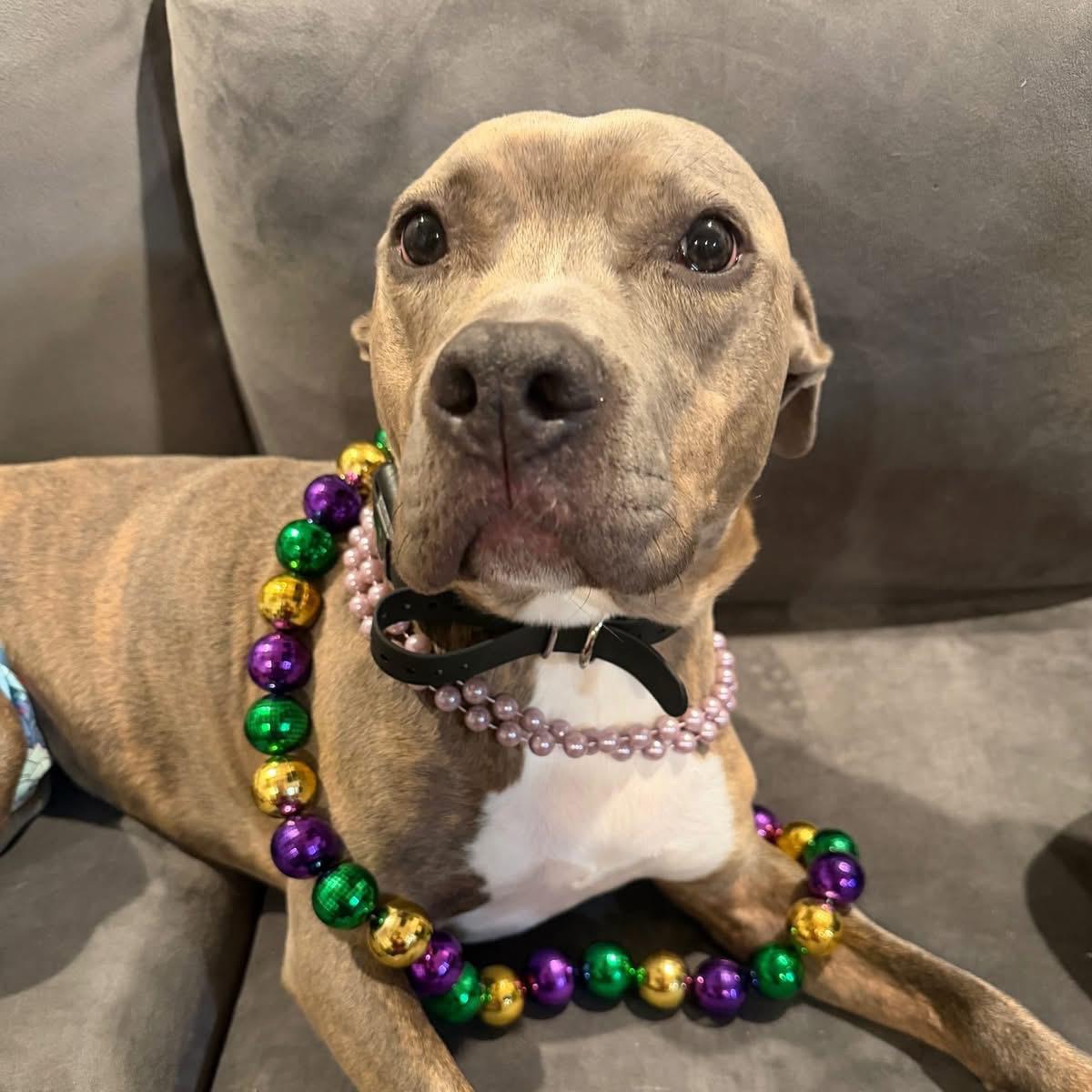 Enlarge Tink, an adoptable Pit Bull Terrier in Mokena, IL image 4/6