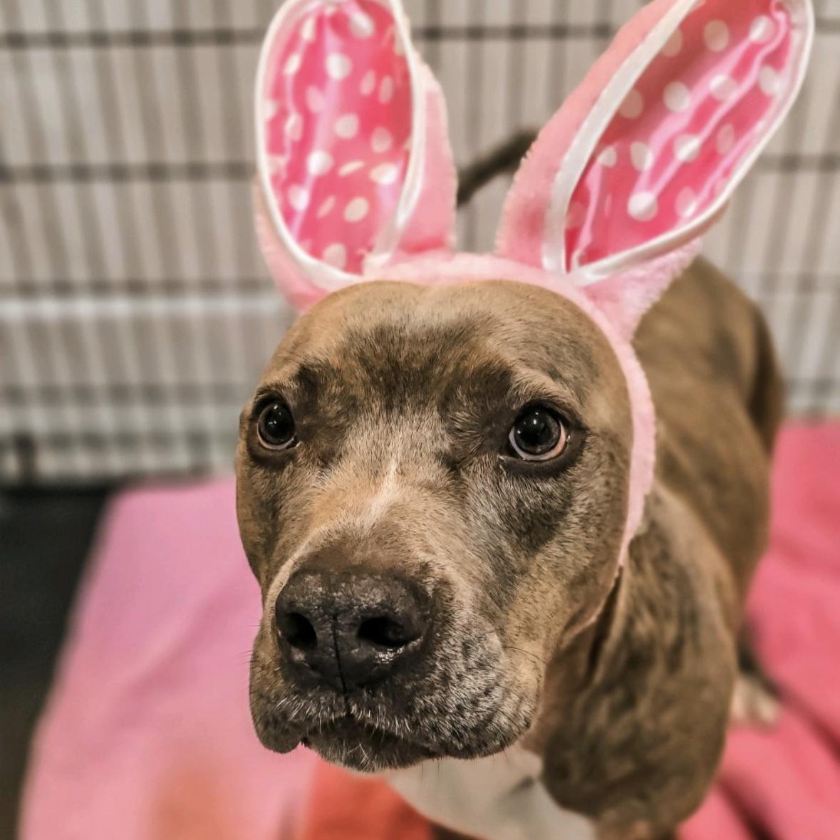 Tink, adoptable, Adult Female Pit Bull Terrier.
