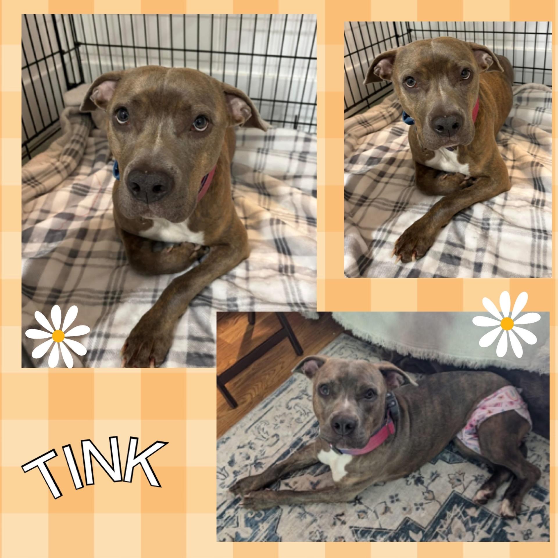 Enlarge Tink, an adoptable Pit Bull Terrier in Mokena, IL image 2/6