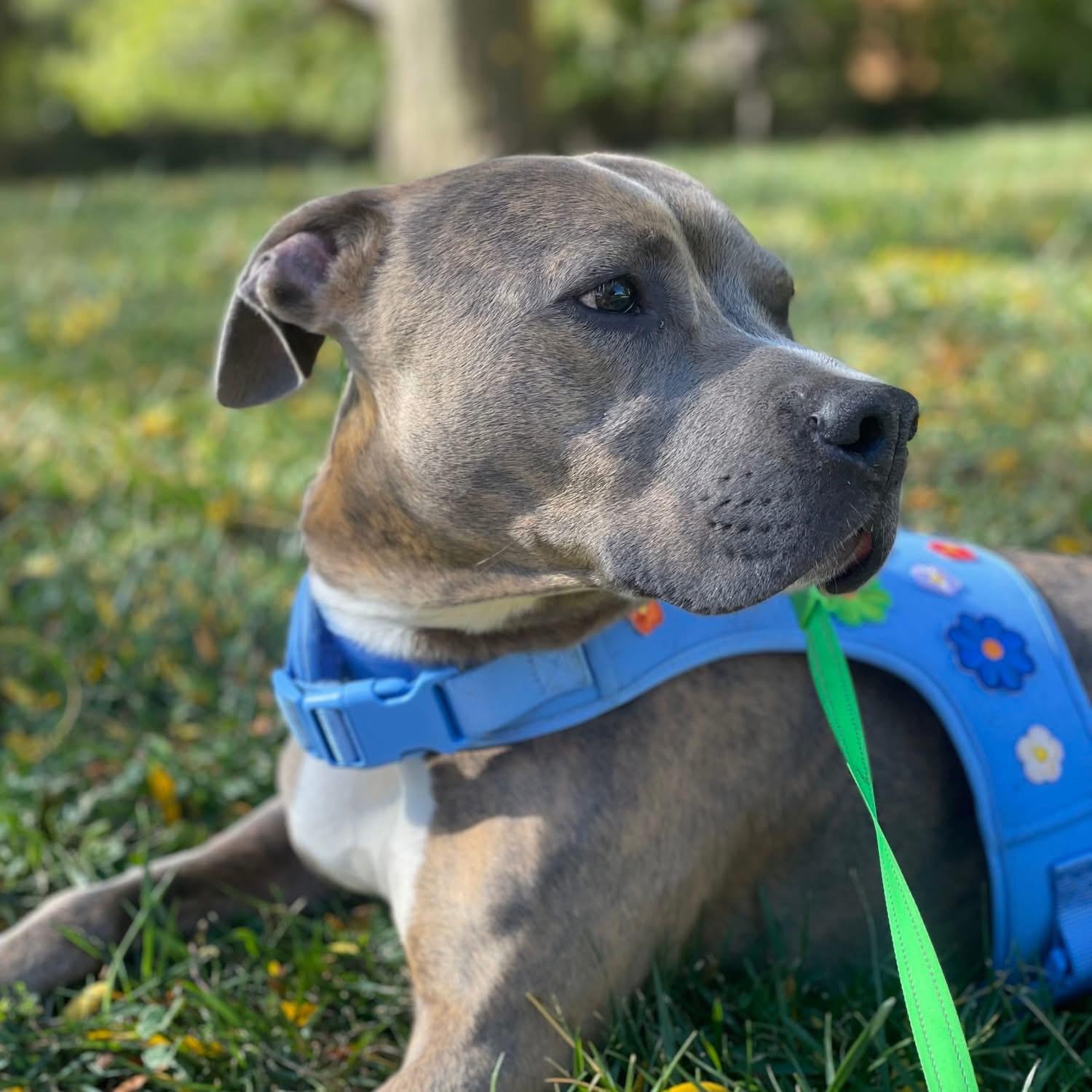 Enlarge Tink, an adoptable Pit Bull Terrier in Mokena, IL image 6/6