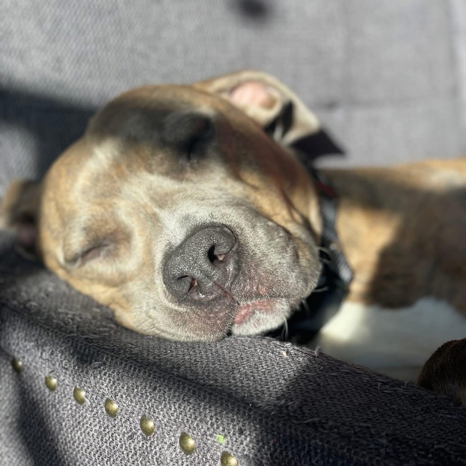 Enlarge Tink, an adoptable Pit Bull Terrier in Mokena, IL image 5/6
