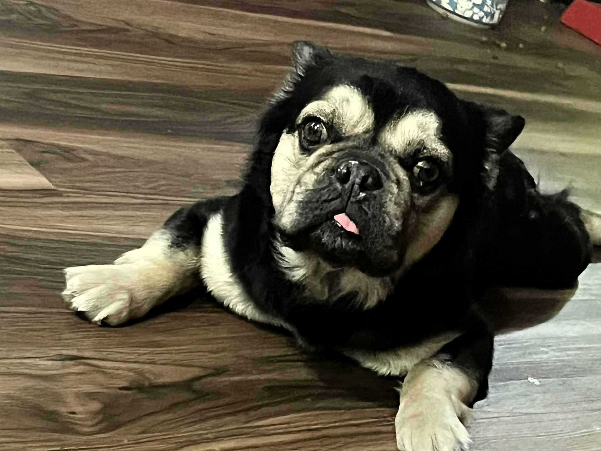 Enlarge Brutus, an adoption pending French Bulldog in Salt Lake City, UT image 5/6