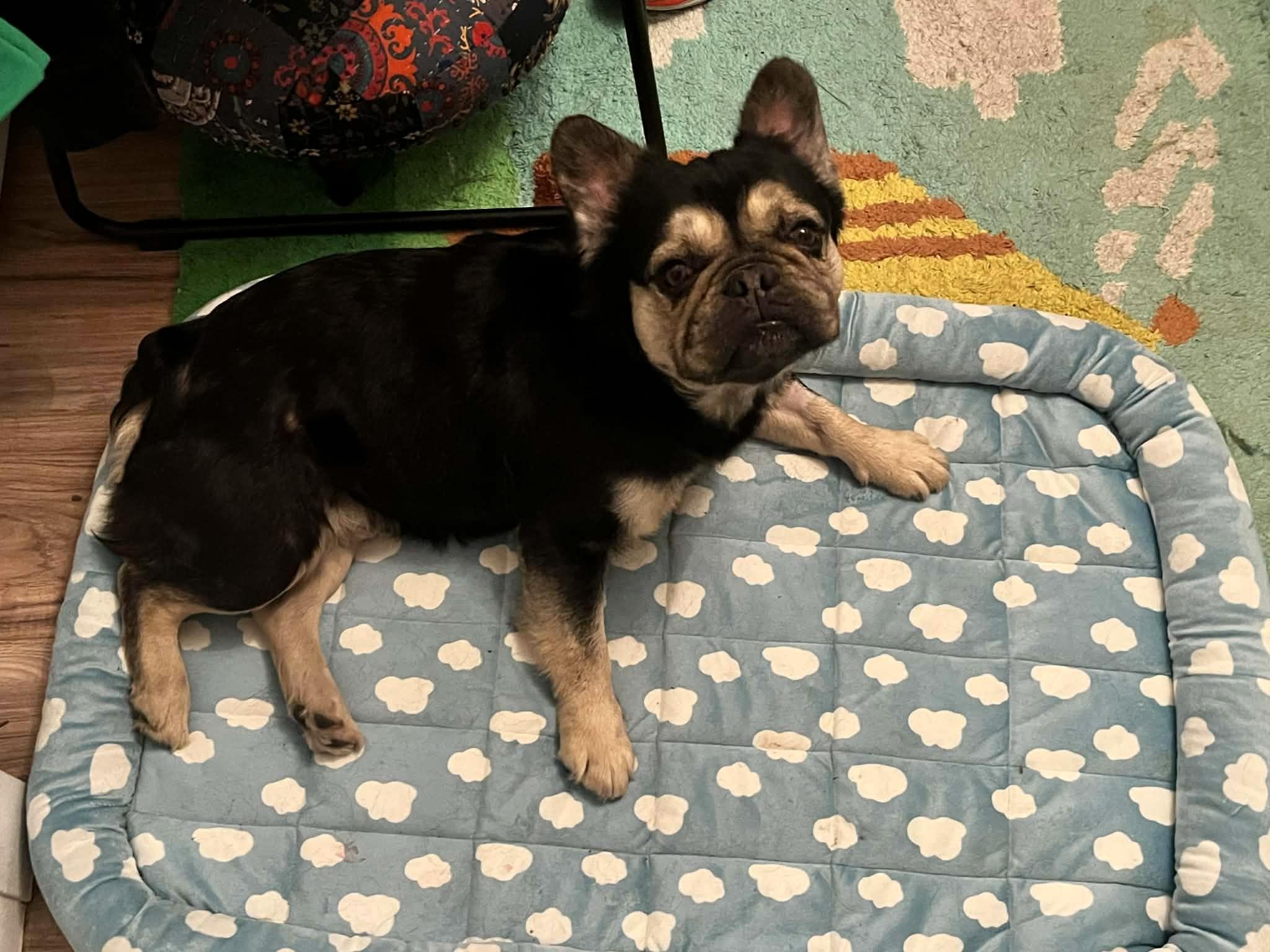 Enlarge Brutus, an adoption pending French Bulldog in Salt Lake City, UT image 3/6