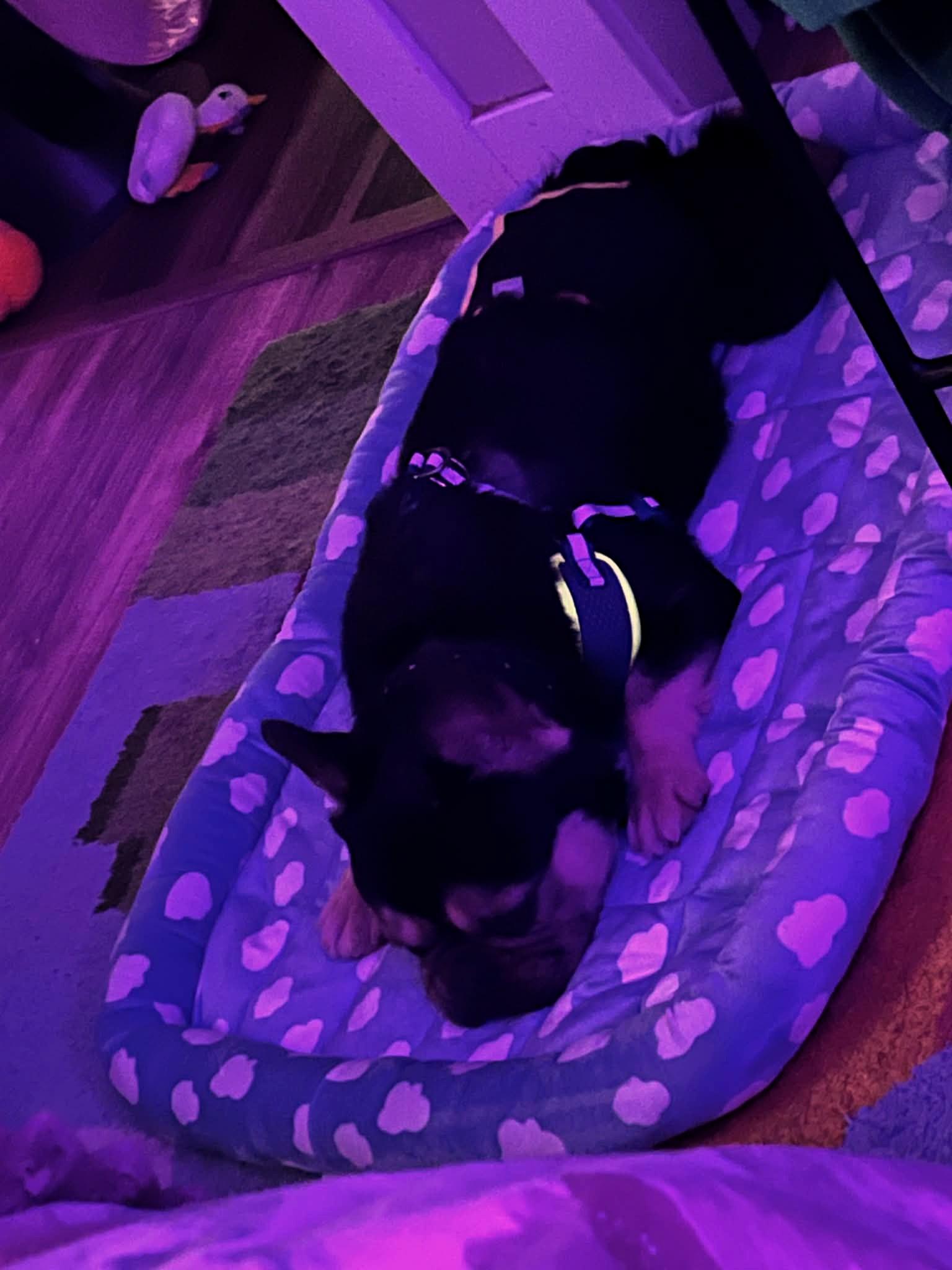 Enlarge Brutus, an adoption pending French Bulldog in Salt Lake City, UT image 2/6