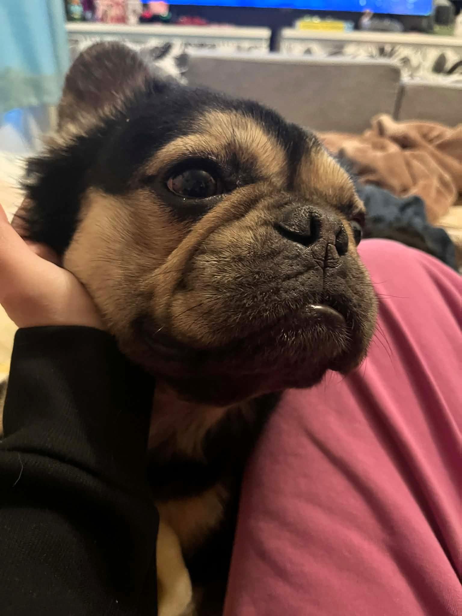 Enlarge Brutus, an adoption pending French Bulldog in Salt Lake City, UT image 4/6