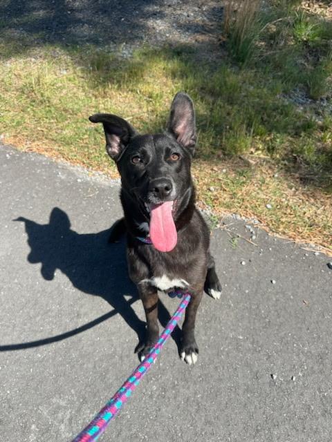 Enlarge Lucy, a ADOPTABLE mixed breed in Charlotte, NC image 5/5