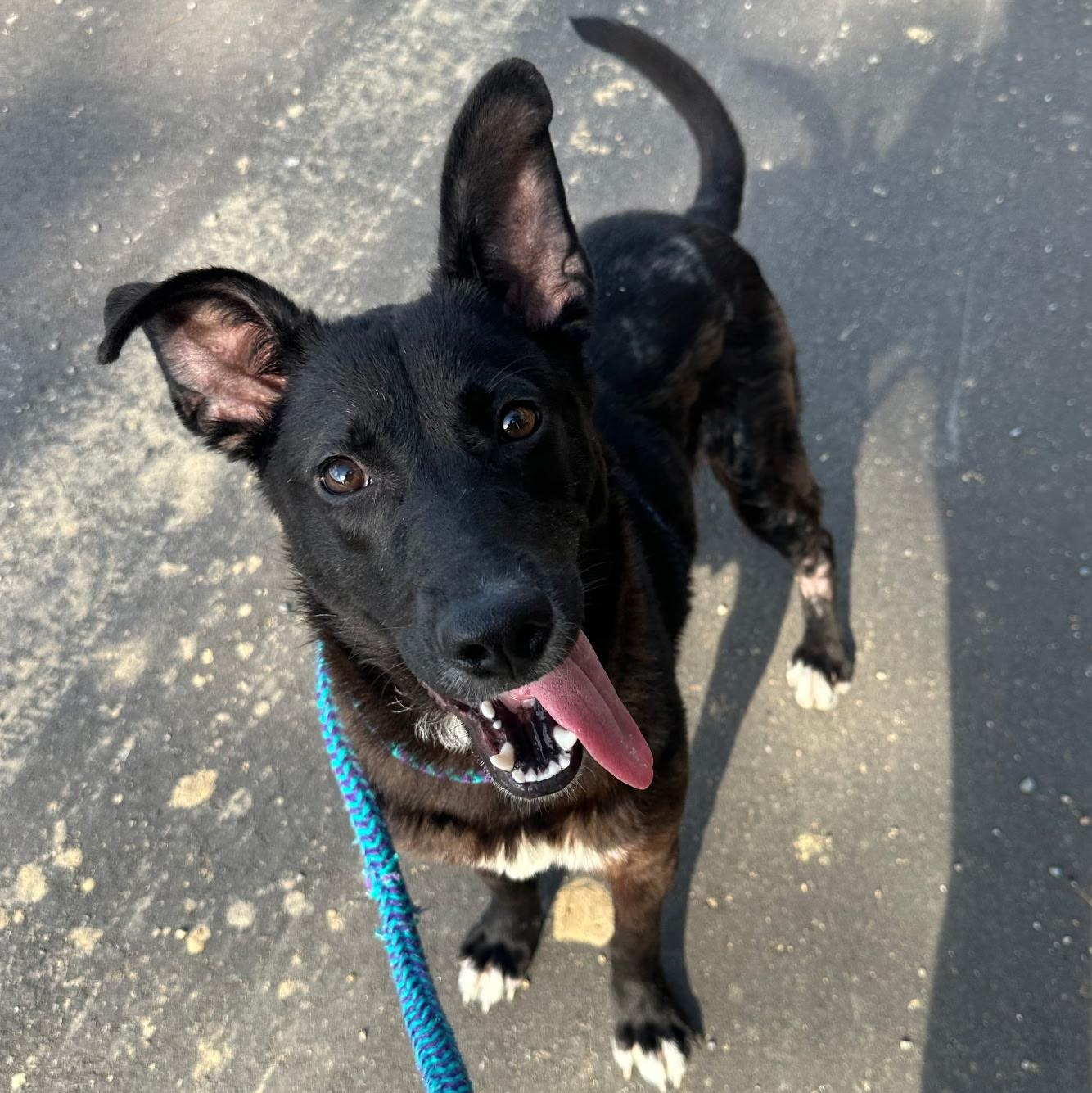 Enlarge Lucy, a ADOPTABLE mixed breed in Charlotte, NC image 1/5