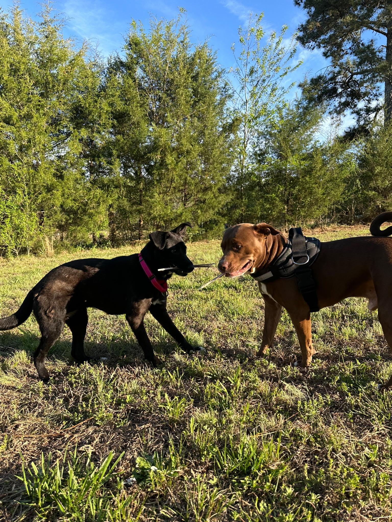 Enlarge Lucy, a ADOPTABLE mixed breed in Charlotte, NC image 4/5