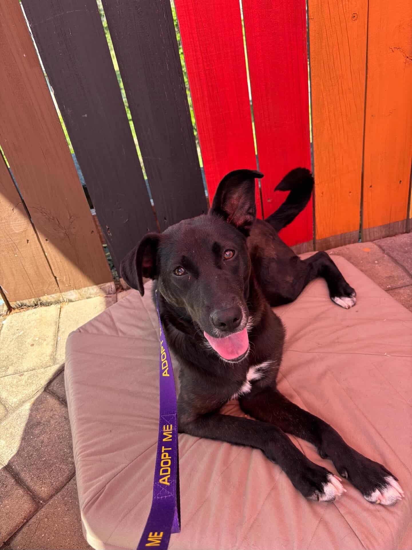 Enlarge Lucy, a ADOPTABLE mixed breed in Charlotte, NC image 2/5