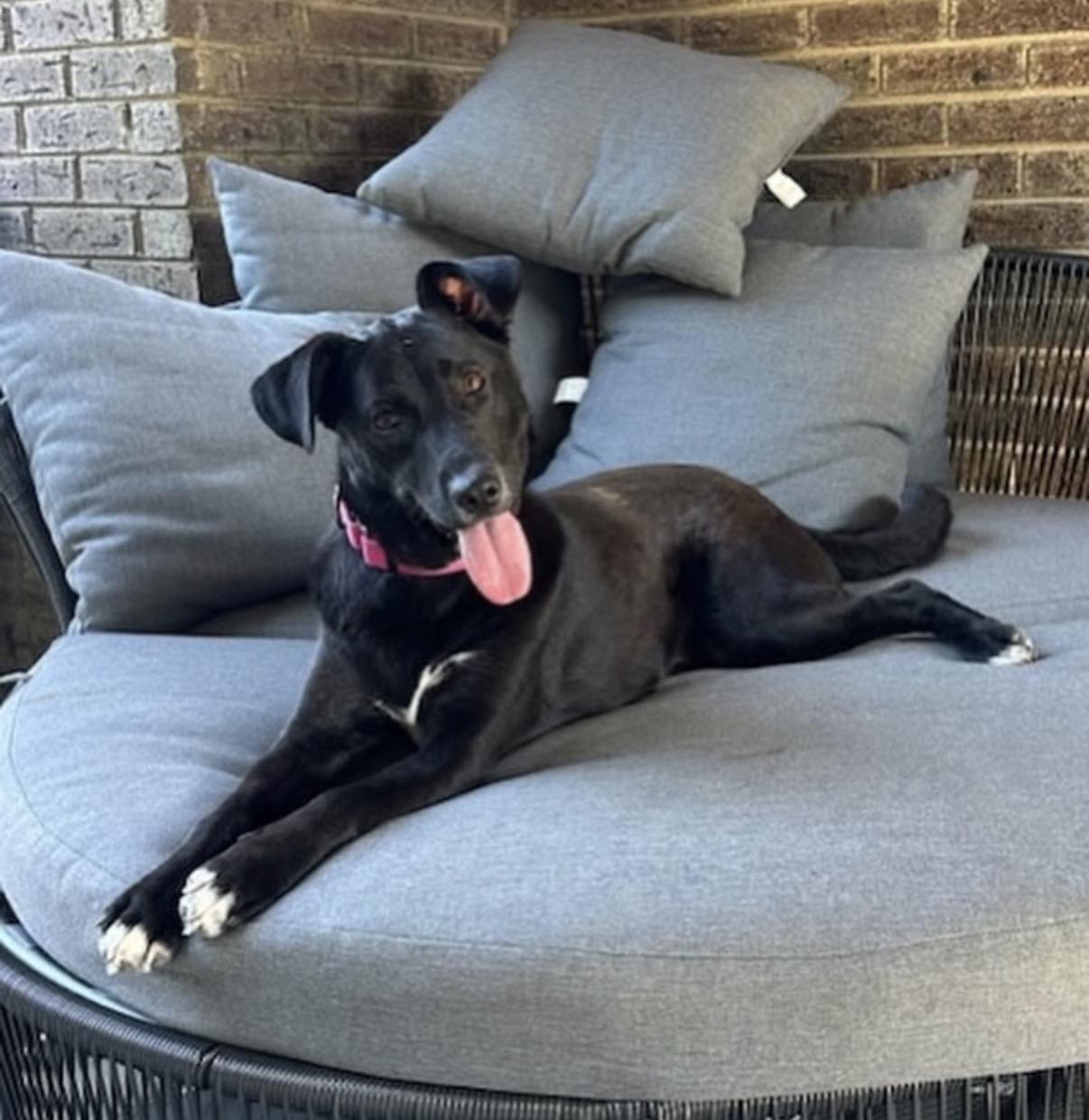 Lucy, an adopted mixed breed in Charlotte, NC image 6/6