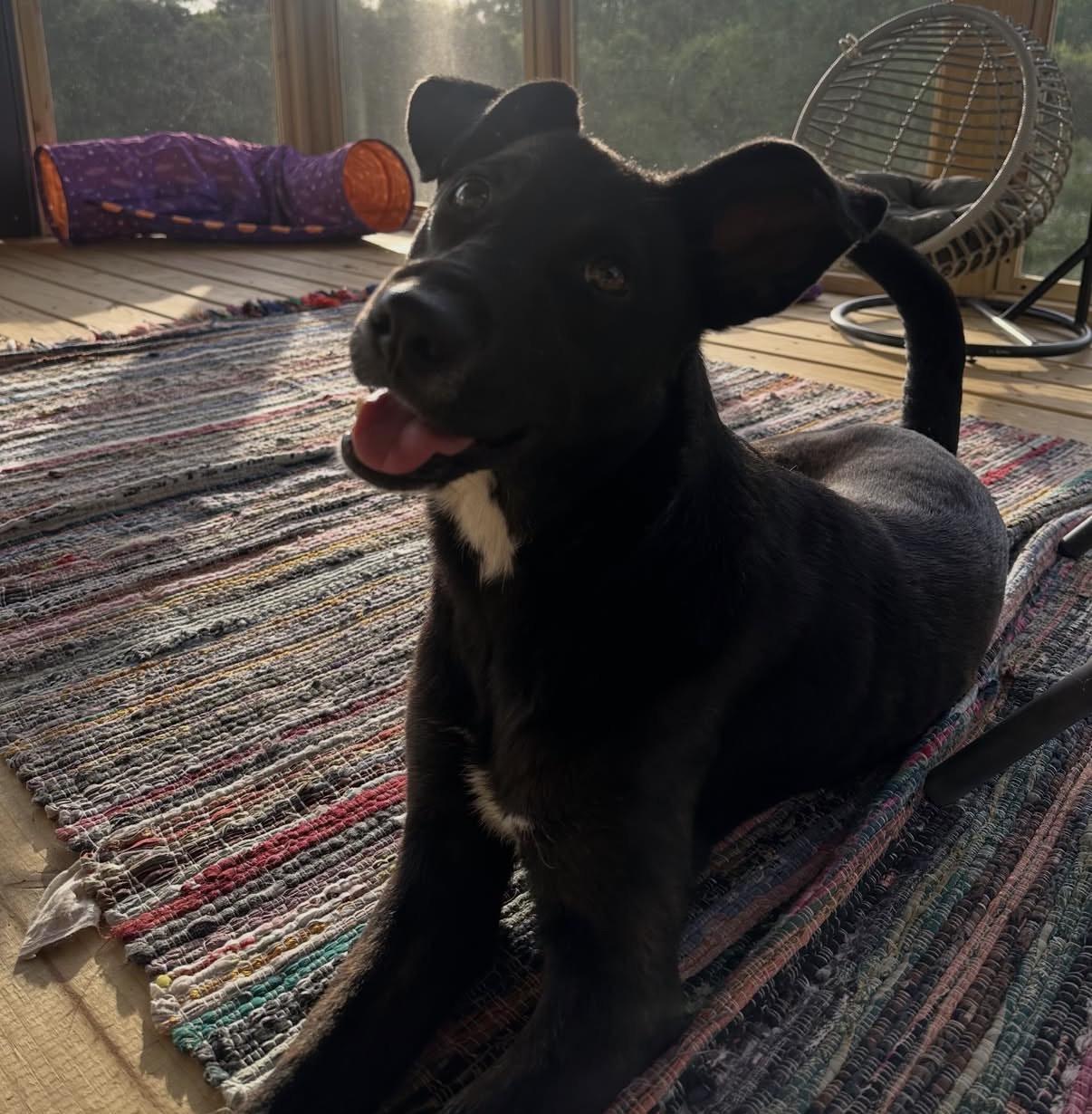 Lucy, an adopted mixed breed in Charlotte, NC image 2/6