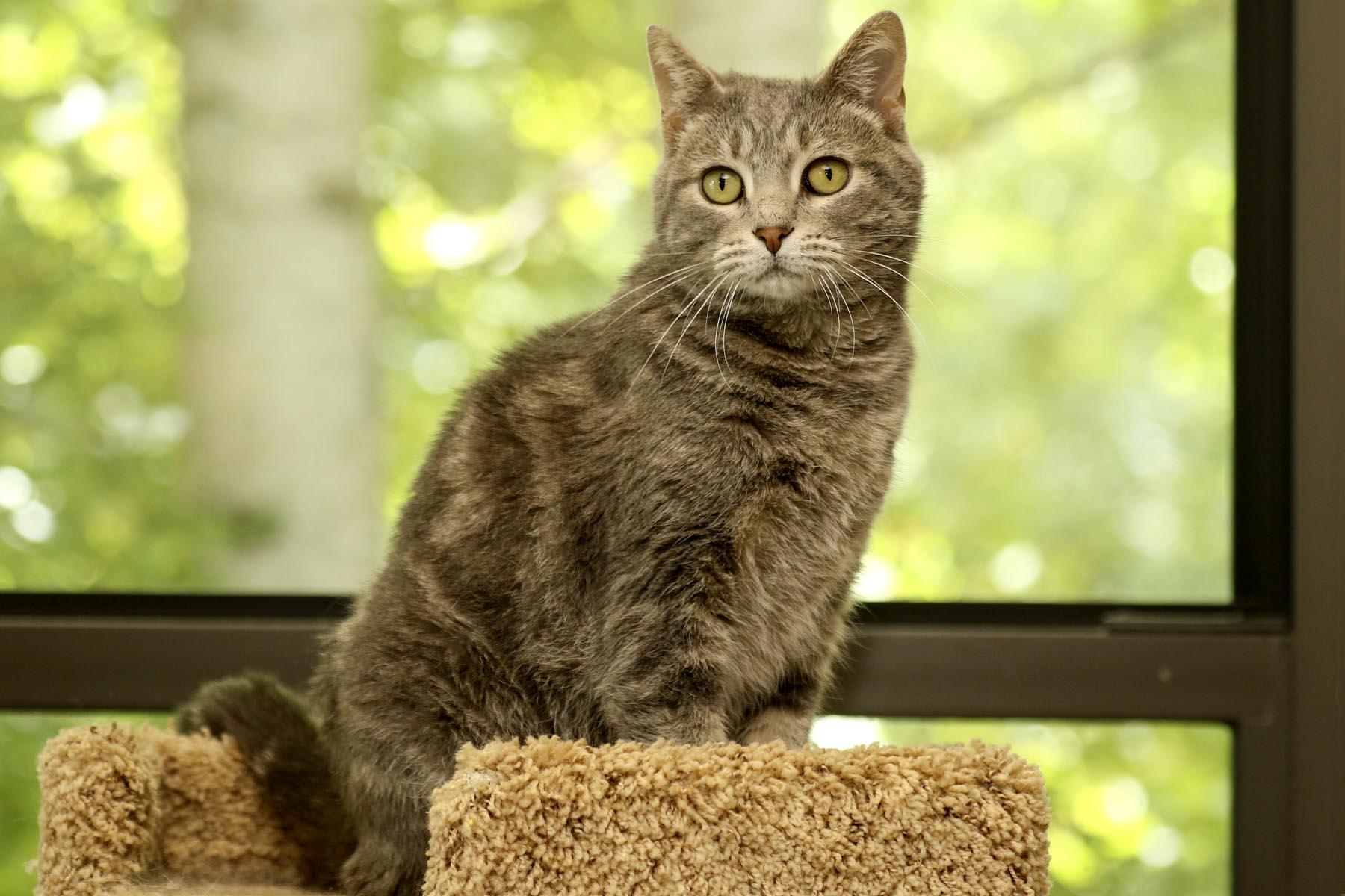 Enlarge Freckles, a Adoptable mixed breed in Cashiers, NC image 1/5