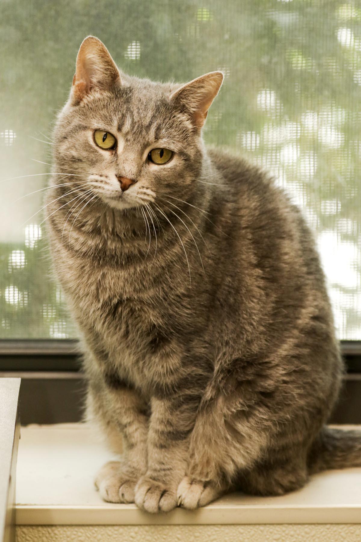 Enlarge Freckles, a Adoptable mixed breed in Cashiers, NC image 2/5