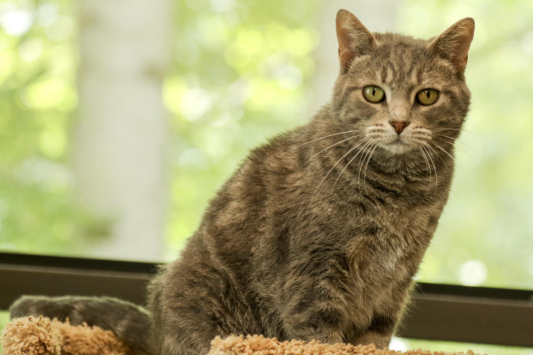 Enlarge Freckles, a Adoptable mixed breed in Cashiers, NC image 3/5
