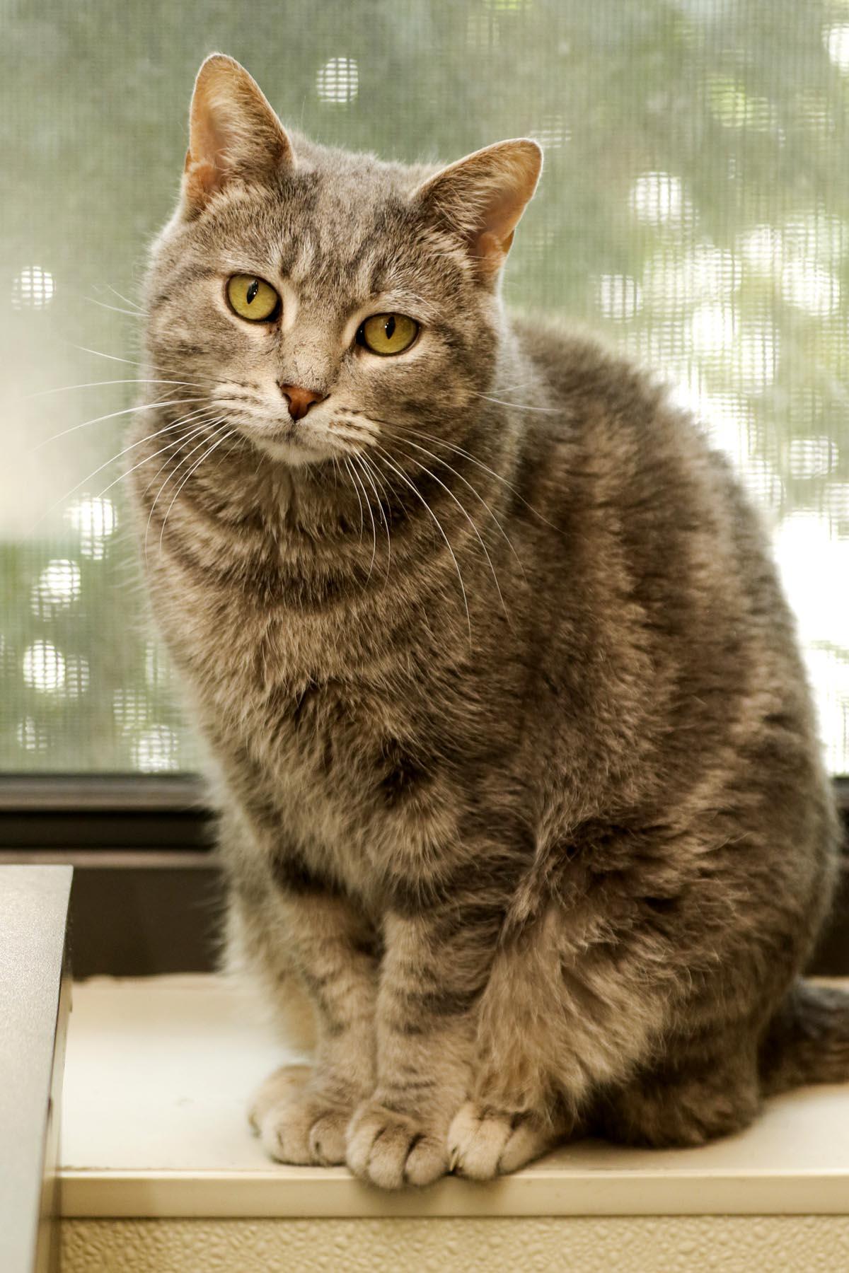 Enlarge Freckles, a Adoptable mixed breed in Cashiers, NC image 4/5