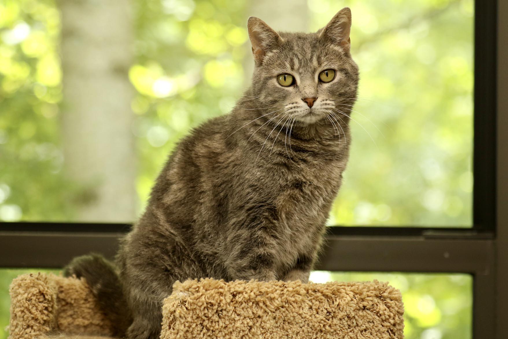Enlarge Freckles, a Adoptable mixed breed in Cashiers, NC image 5/5