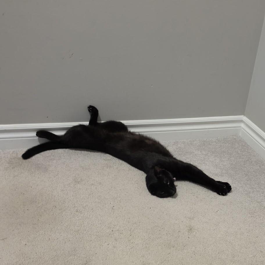 Enlarge Morgana, a Adoptable Domestic Short Hair in Toronto, ON image 4/6