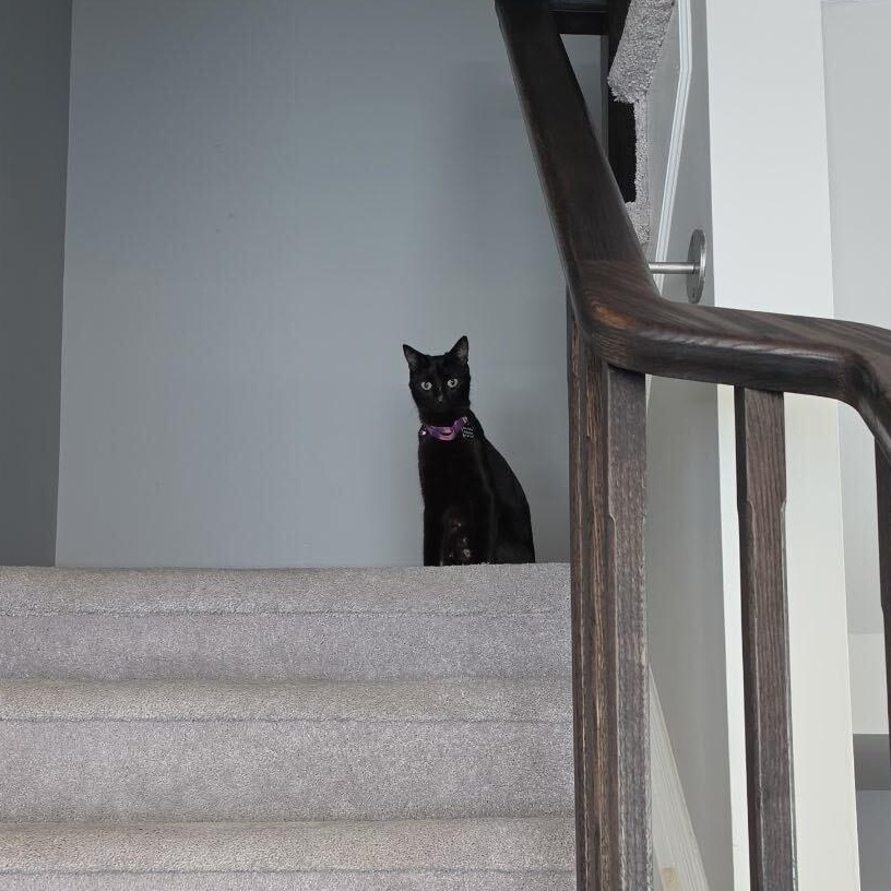 Enlarge Morgana, a Adoptable Domestic Short Hair in Toronto, ON image 5/6