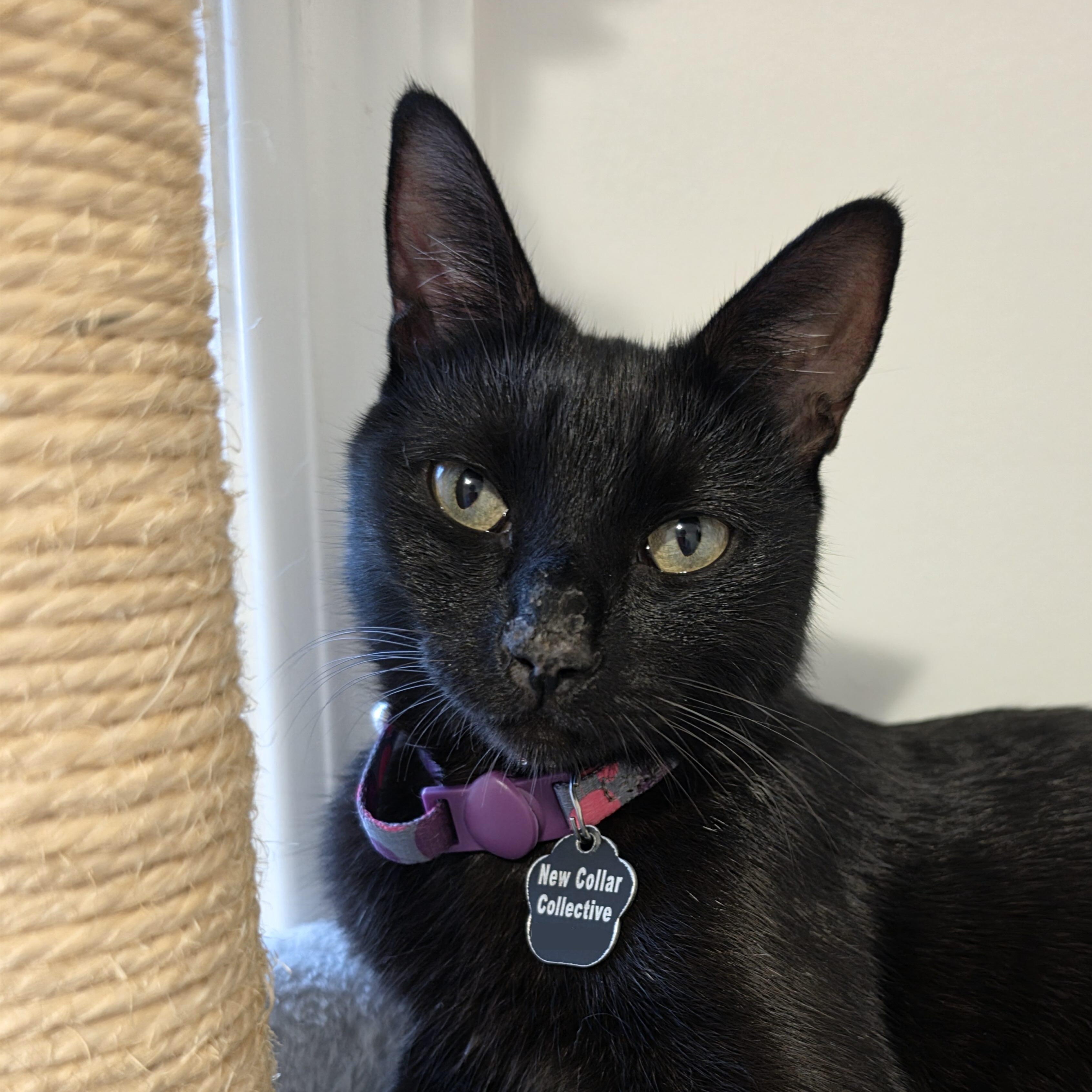 Enlarge Morgana, a Adoptable Domestic Short Hair in Toronto, ON image 1/6