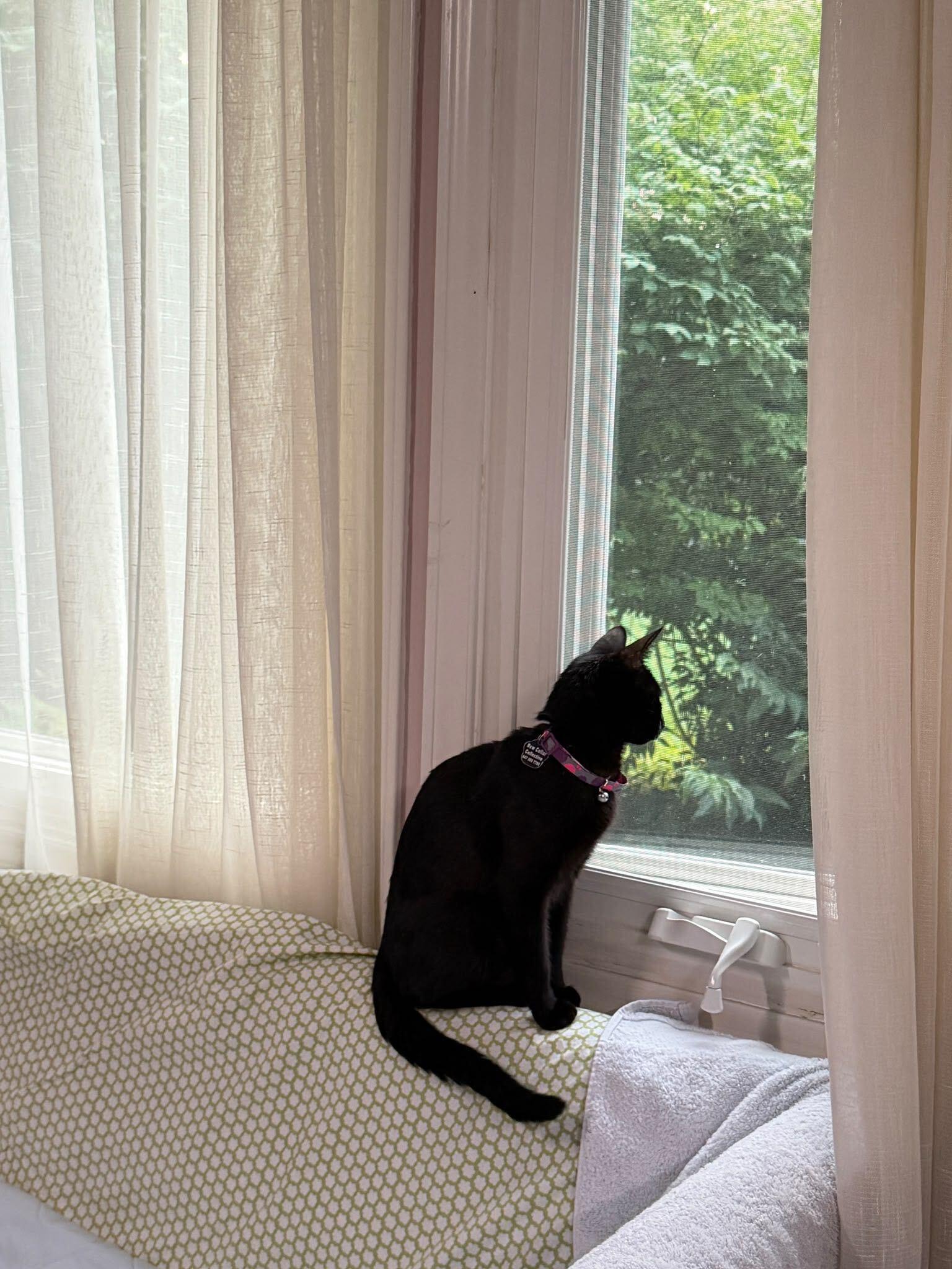 Enlarge Morgana, a Adoptable Domestic Short Hair in Toronto, ON image 6/6