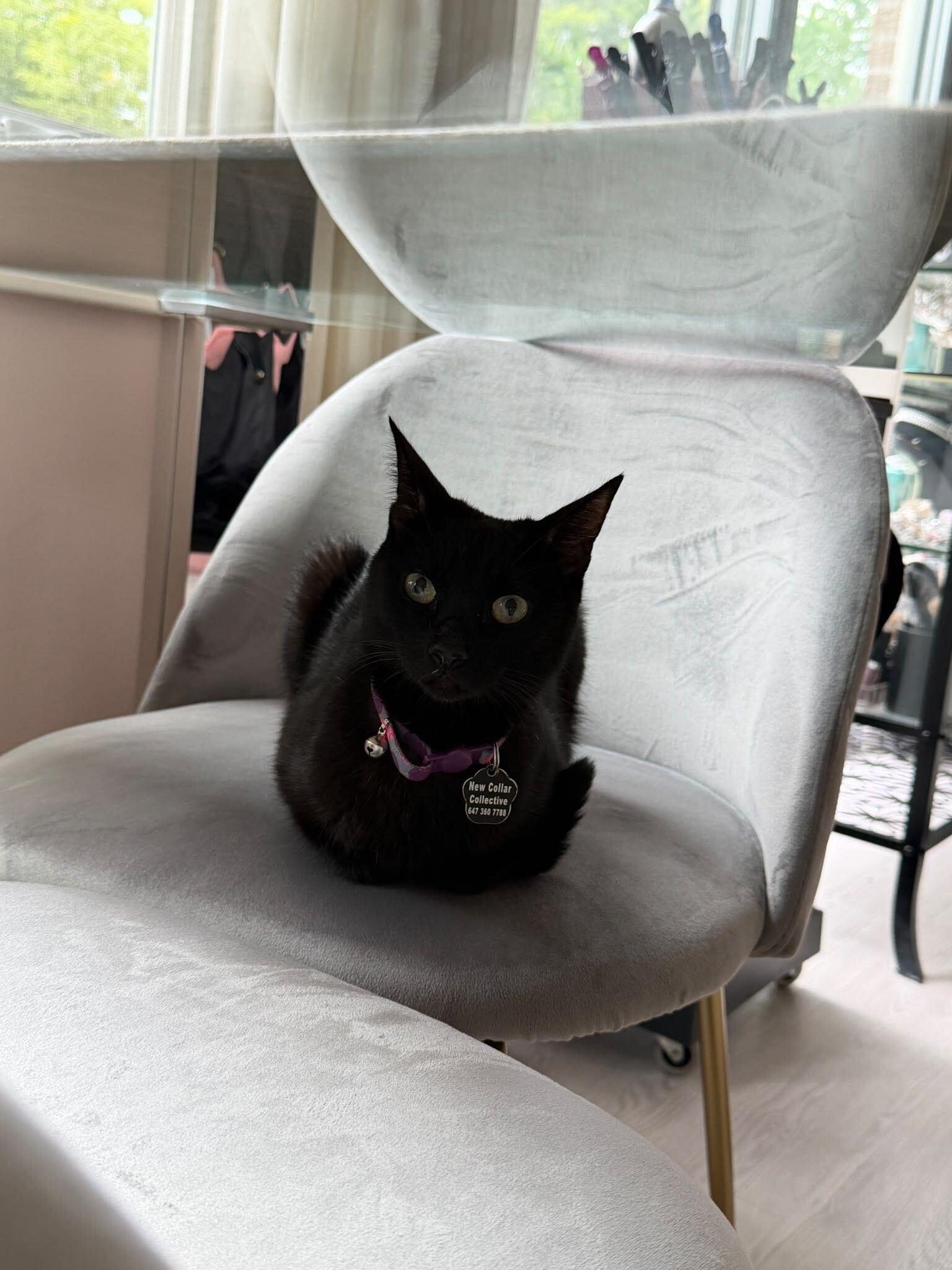 Enlarge Morgana, a Adoptable Domestic Short Hair in Toronto, ON image 3/6