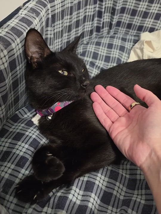 Enlarge Morgana, a Adoptable Domestic Short Hair in Toronto, ON video 2/6