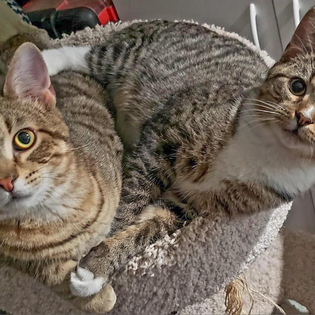 Wakko, a Adoptable Domestic Short Hair in Franklin , IN image 1/2