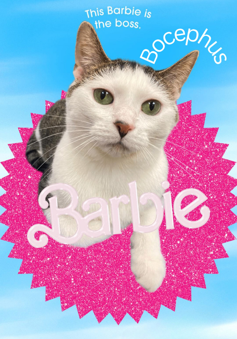 Bocephus, a Adoptable Domestic Short Hair in Huntington, WV image 1/6