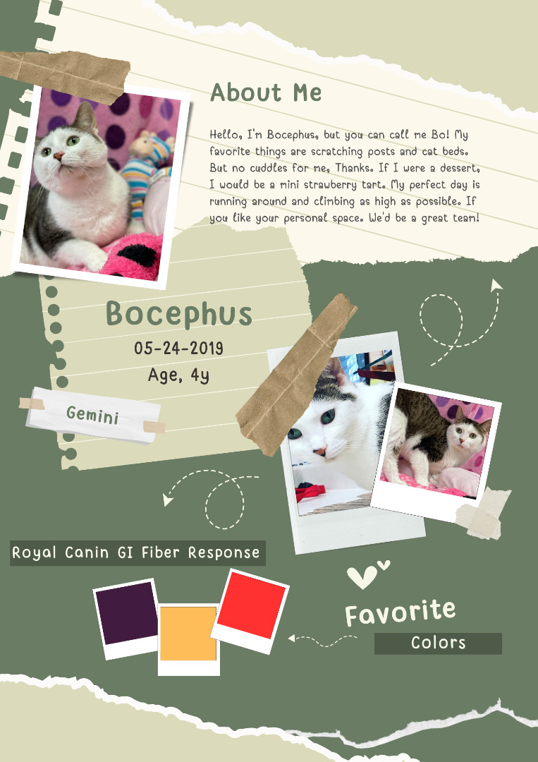 Bocephus, a Adoptable Domestic Short Hair in Huntington, WV image 2/6