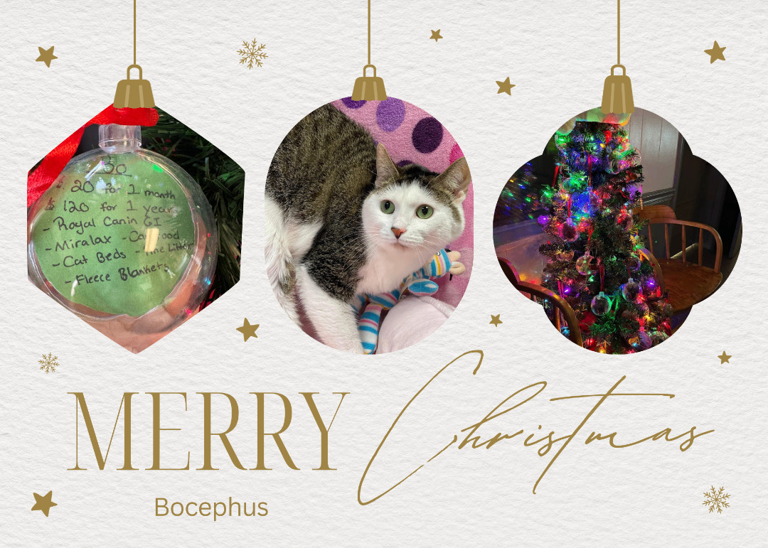 Bocephus, a Adoptable Domestic Short Hair in Huntington, WV image 3/6