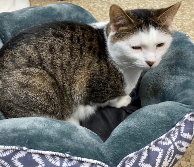 Bocephus, a Adoptable Domestic Short Hair in Huntington, WV image 5/6