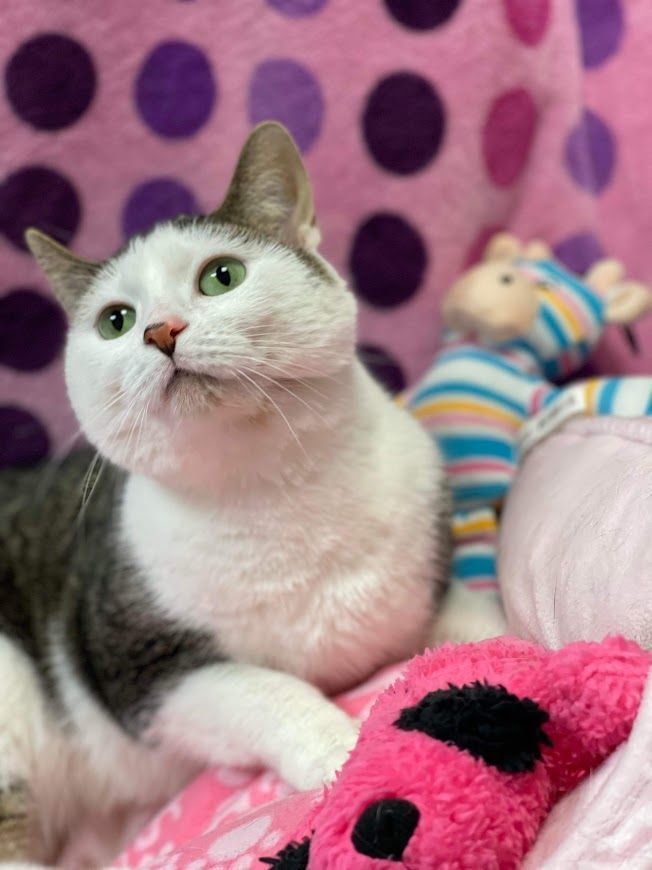 Bocephus, a Adoptable Domestic Short Hair in Huntington, WV image 6/6