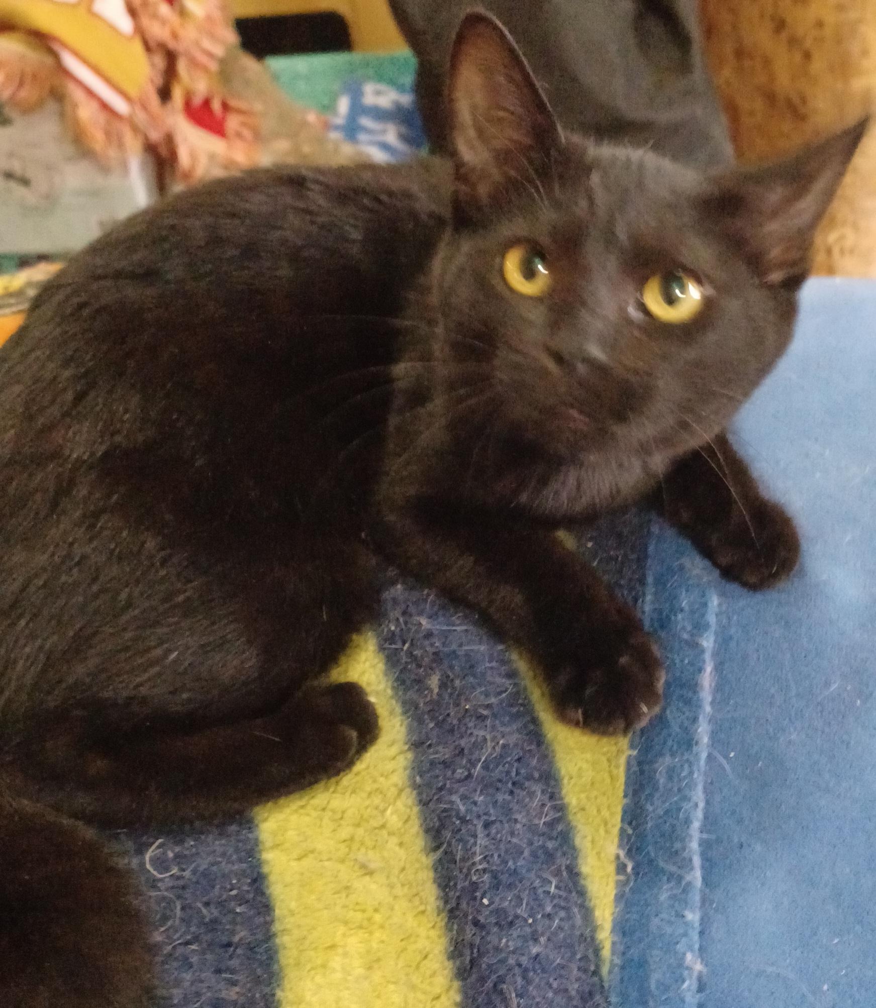 Enlarge Zucchini, a ADOPTABLE Domestic Short Hair in Morgantown, WV image 1/3