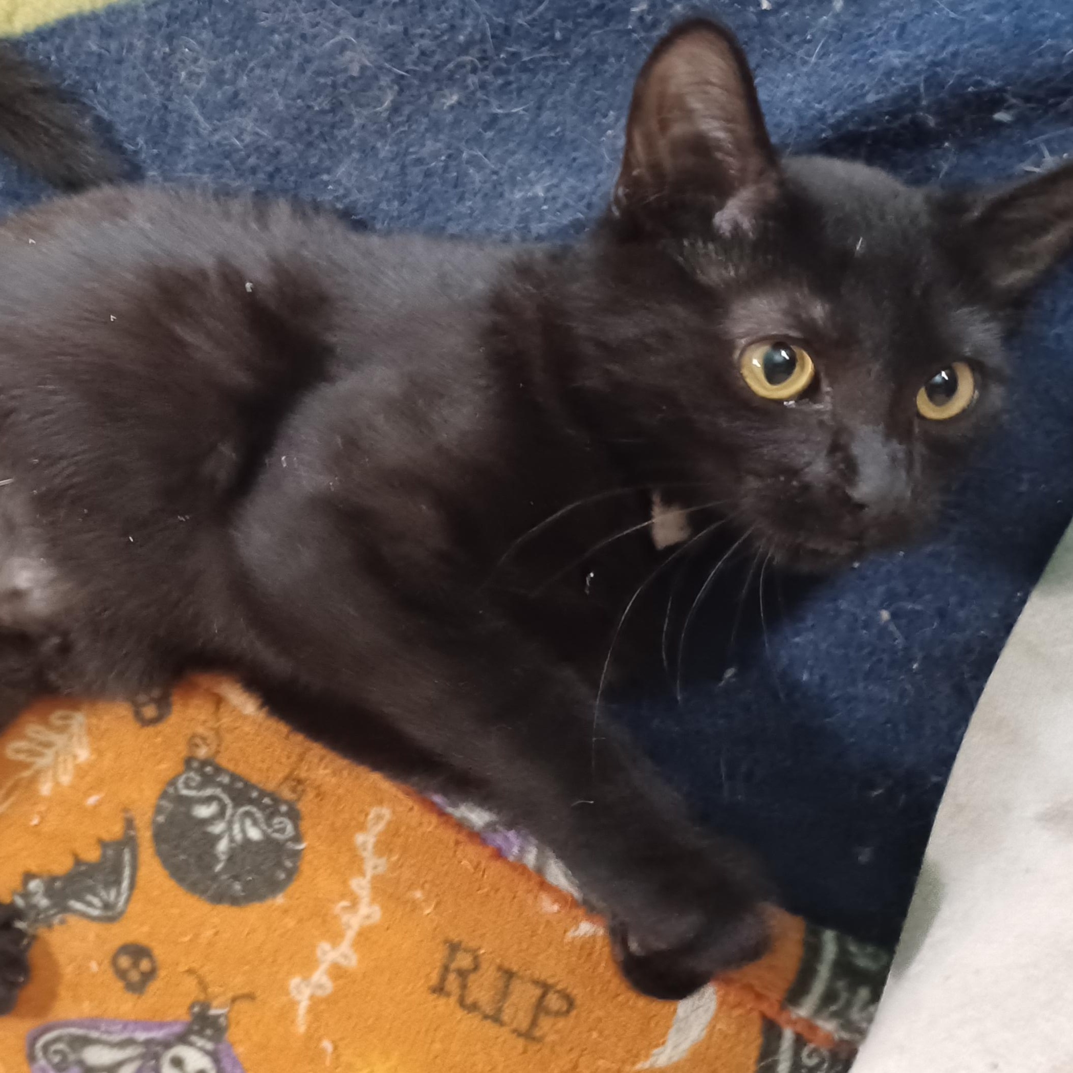 Enlarge Zucchini, a ADOPTABLE Domestic Short Hair in Morgantown, WV image 3/3