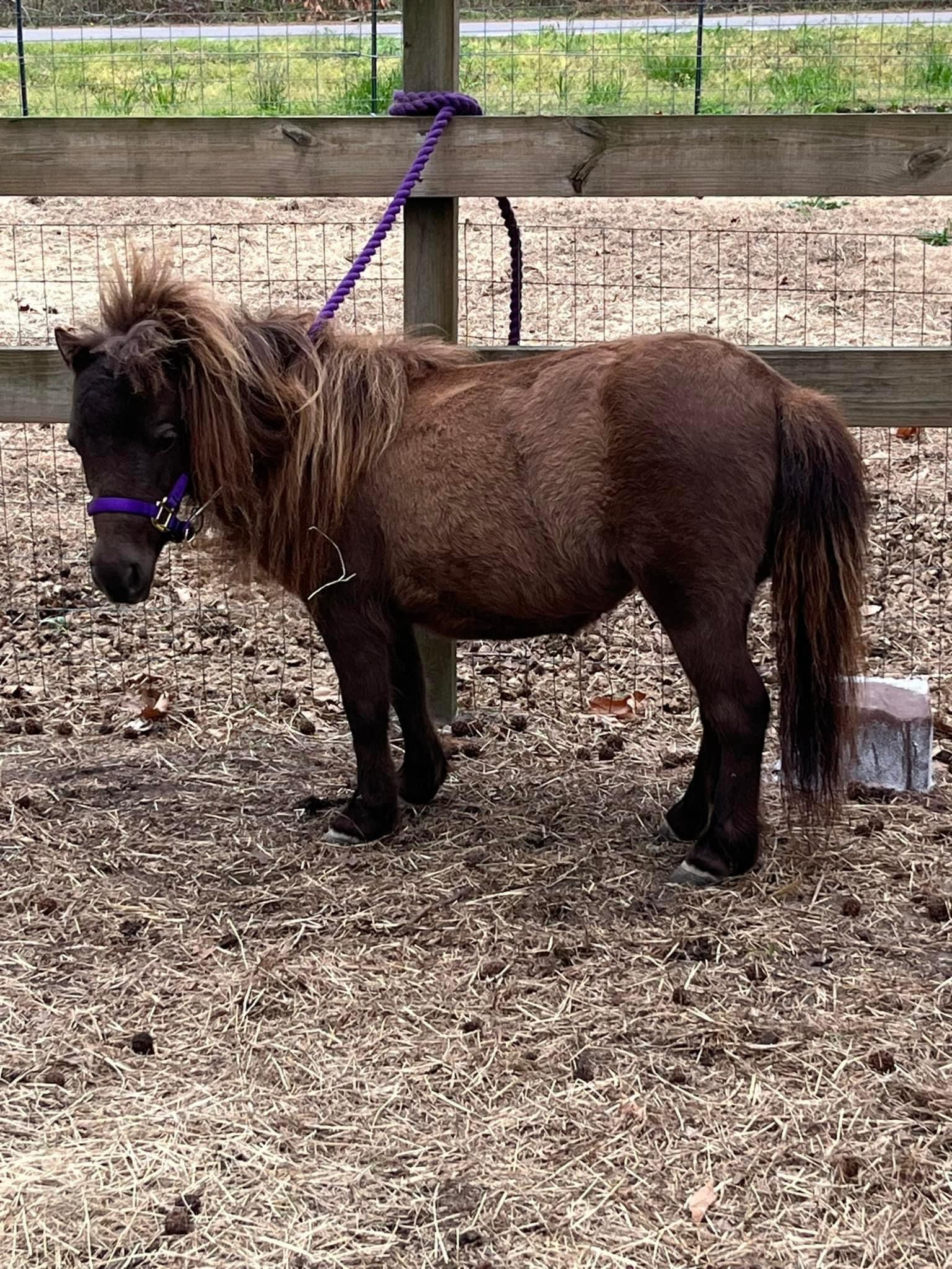 Dolly, a Adopted Miniature Horse in Grandy, NC image 1/4