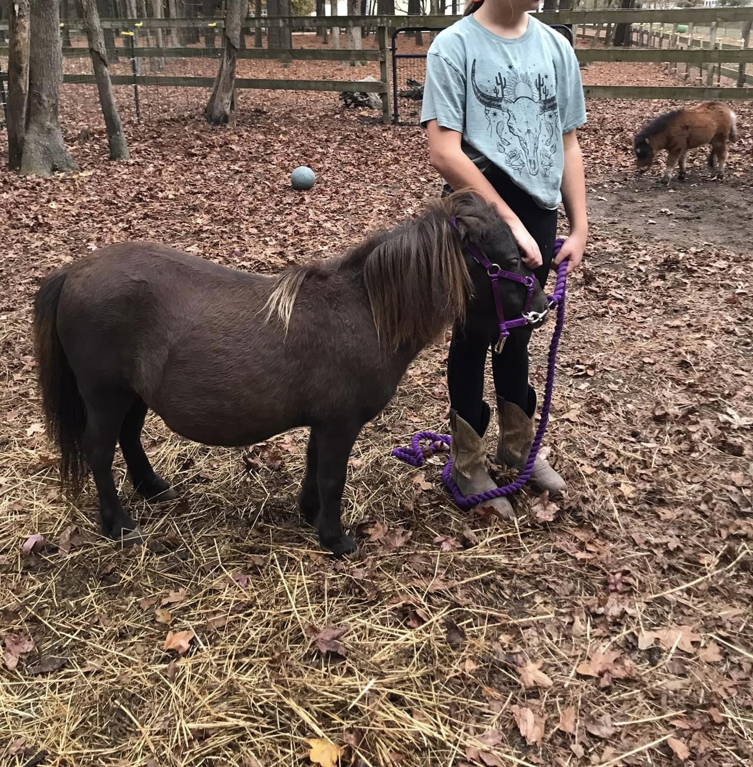 Dolly, a Adopted Miniature Horse in Grandy, NC image 2/4