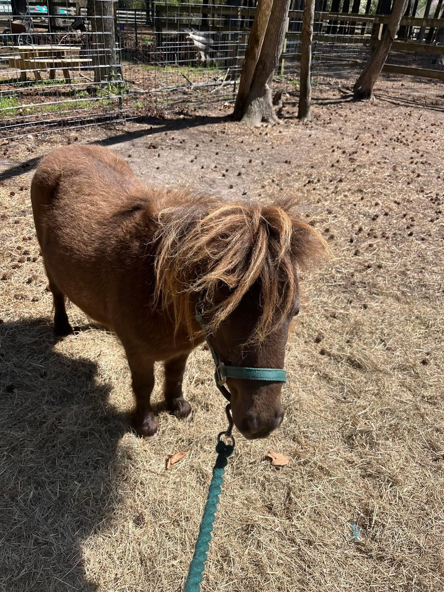 Dolly, a Adopted Miniature Horse in Grandy, NC image 3/4