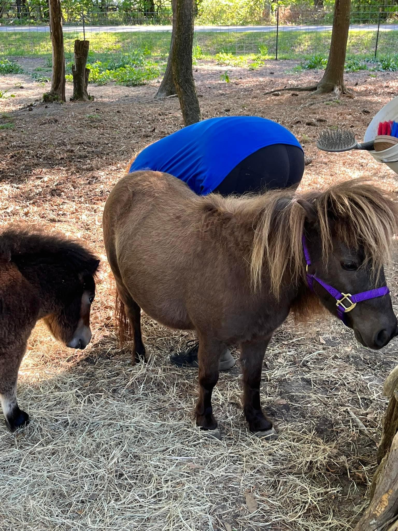 Dolly, a Adopted Miniature Horse in Grandy, NC image 4/4